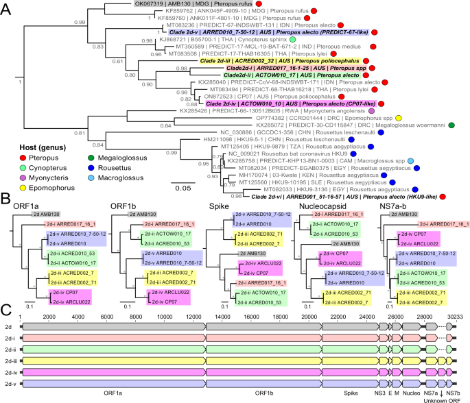 Synchronized seasonal excretion of multiple coronaviruses coincides with high rates of coinfection in immature bats